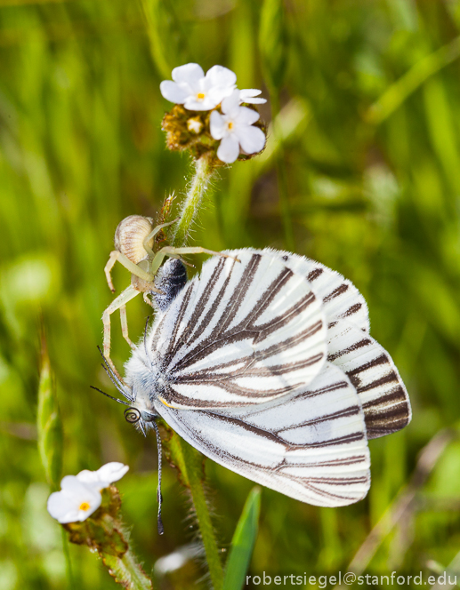 spider and butterfly